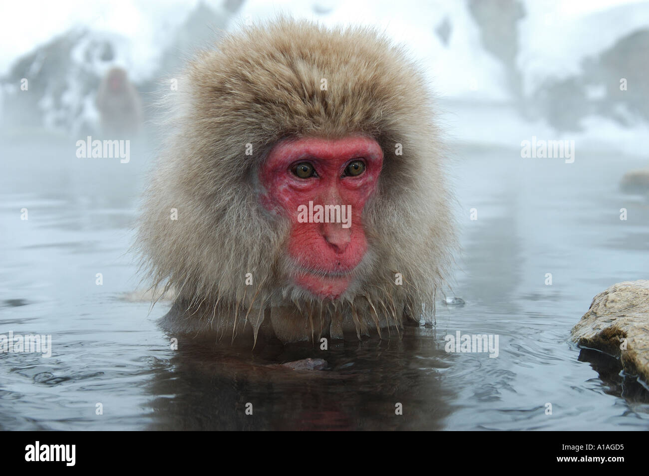 Macaque giapponese vicino fino in hotspring Nagano Giappone Foto Stock