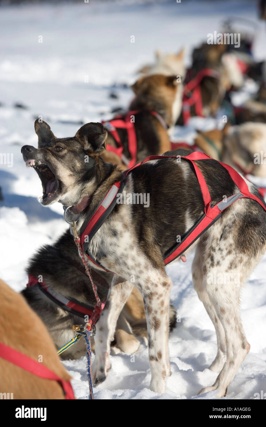 Stati Uniti d'America Alaska Sled cane abbaia al compagno di squadra nel sole pomeridiano sul sentiero 20 miglia a est di Nikolai nel 2005 Iditarod Sled Dog Race Foto Stock