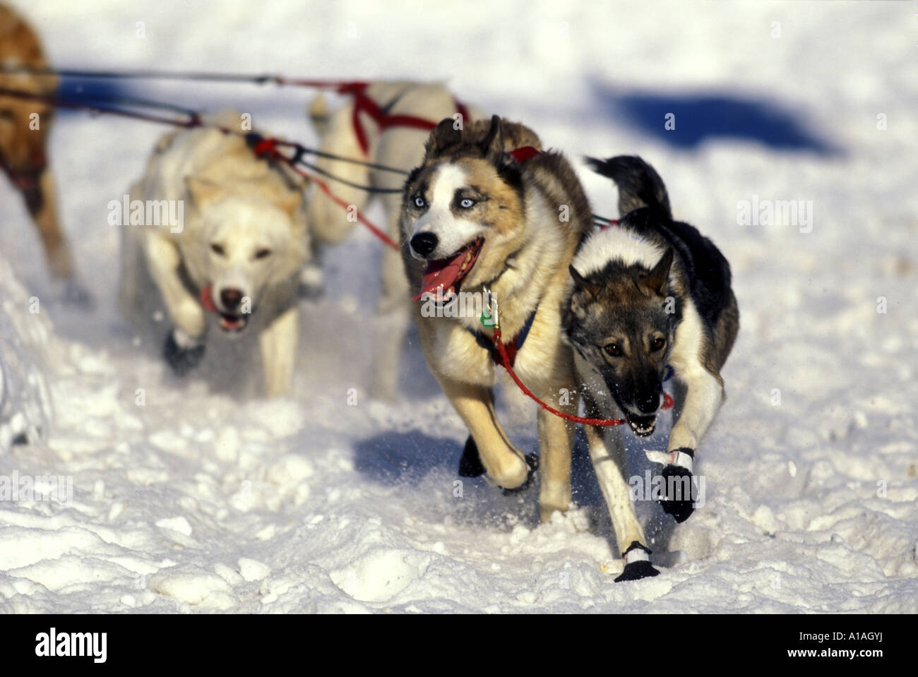 Stati Uniti d'America Alaska team di cane corso da parte di Jeff King corre attraverso la coperta di neve strade di ancoraggio a Iditarod gara iniziare Foto Stock