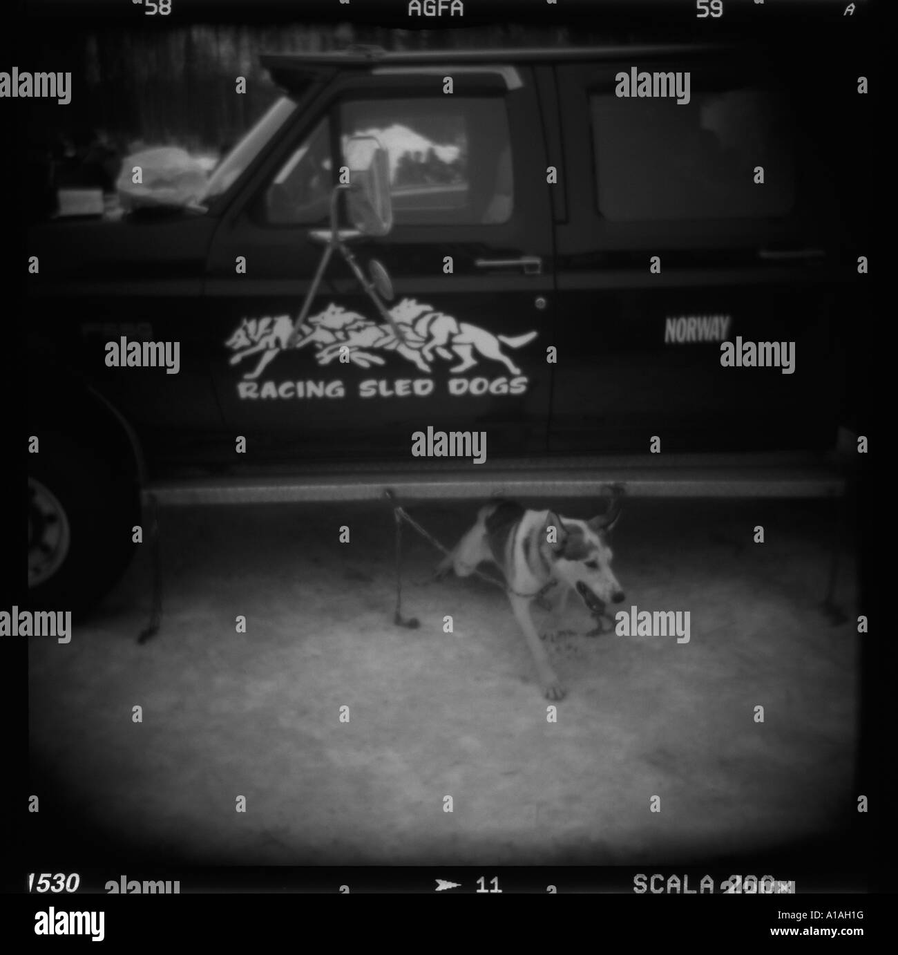 Stati Uniti d'America Alaska Willow sfocato bianco nero Holga immagine di SLED DOG lottando alla fine della catena Foto Stock