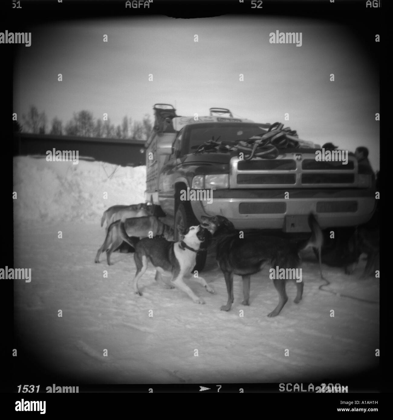 Stati Uniti d'America Alaska Willow sfocato bianco nero Holga immagine di slitte trainate da cani giocando mentre incatenato al carrello Foto Stock