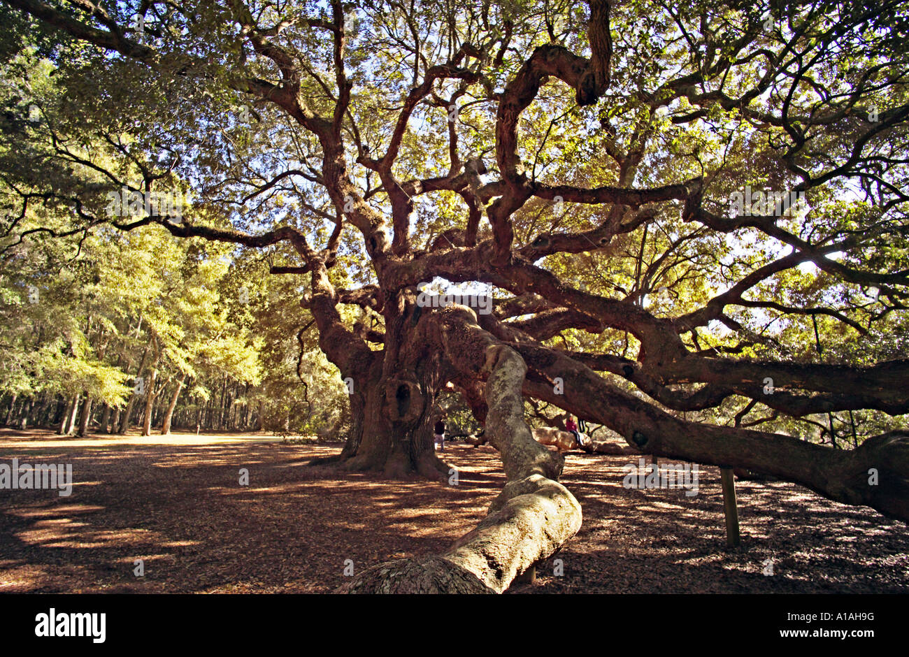 CAROLINA DEL SUD CHARLESTON ANGEL OAK la più antica cosa vivente ad ovest delle montagne rocciose questo magnifico live oak Foto Stock