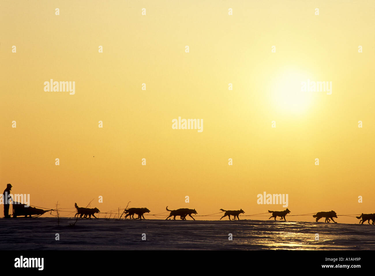 Stati Uniti d'America Alaska Musher Jeff King conduce Rick Mackey nella regolazione del sole lungo il sentiero a Elim durante 1993 Iditarod Sled Dog Race Foto Stock