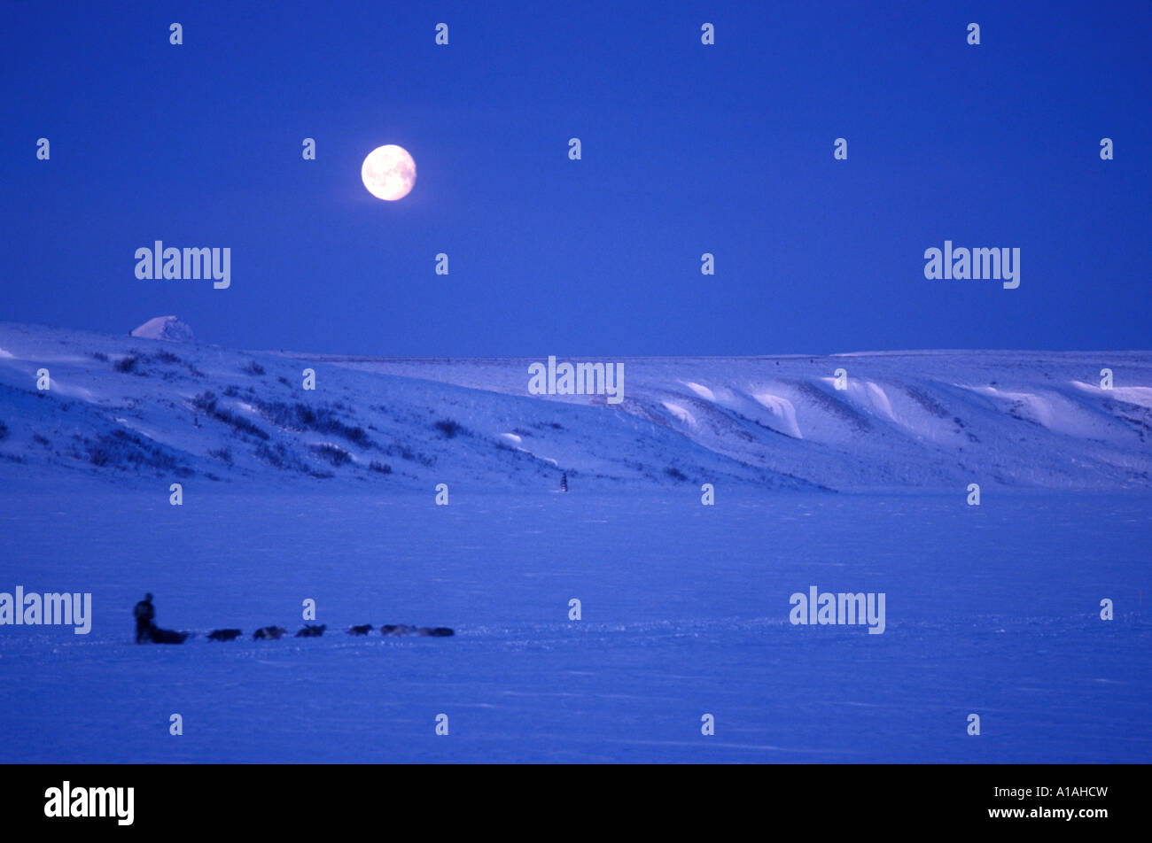 Stati Uniti d'America Alaska Mushers gare in Vertice Lago sotto impostazione luna prima dell'alba durante la valle di rame 300 Sled Dog Race Foto Stock