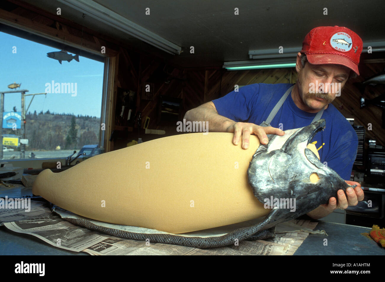 Stati Uniti d'America Alaska Ninilchik imbalsamatore Lynn Kennedy funziona su montato salmone King presso il suo negozio sulla Penisola di Kenai Foto Stock