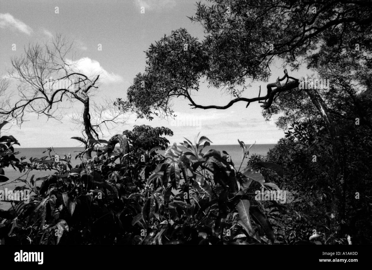 Immagine monocromatica di costa mangrovie e cielo a Cape Tribulation Queensland del Nord Australia Foto Stock