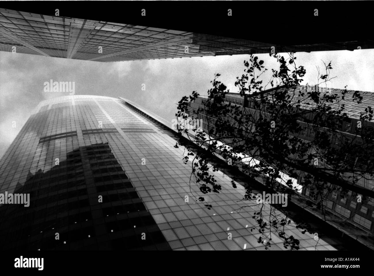Immagine monocromatica di highrise edifici commerciali a Sydney in Australia con albero in primo piano Foto Stock