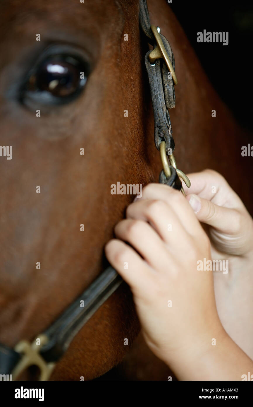 Persona di regolazione del cavallo briglia Foto Stock