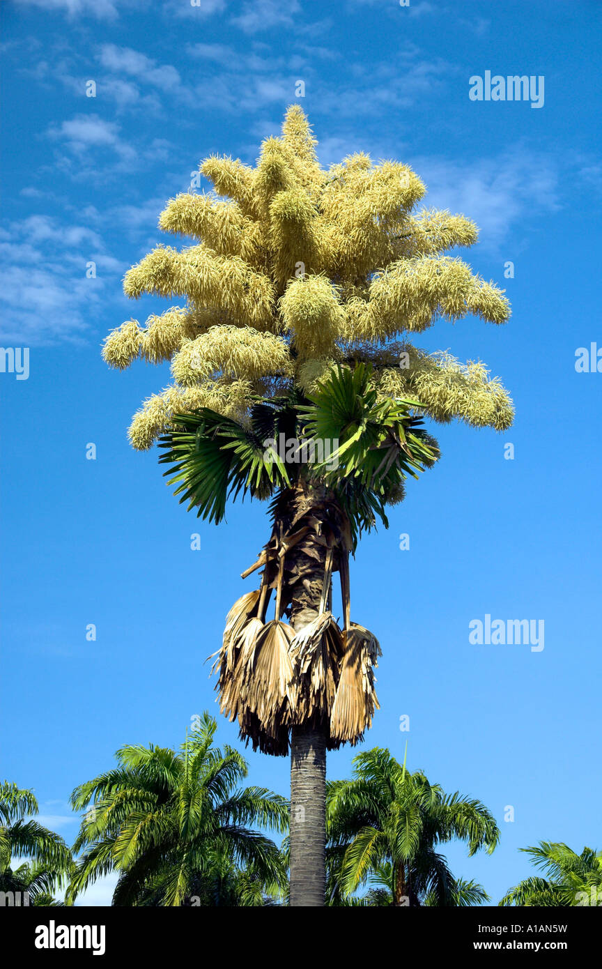 Una Talipot Palm Corypha umbraculifera con grandi fiori di oro a Rio de Janeiro in Brasile Foto Stock