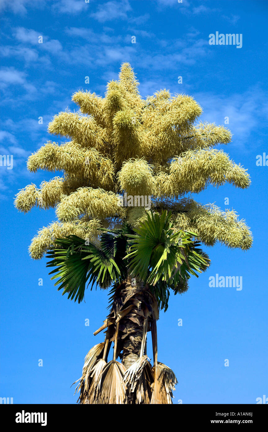 Una Talipot Palm Corypha umbraculifera con grandi fiori di oro a Rio de Janeiro in Brasile Foto Stock