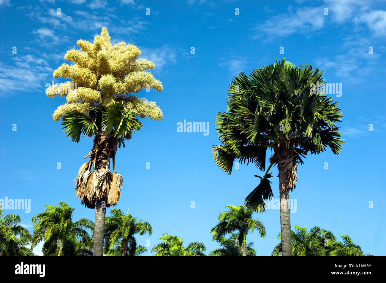 Una Talipot Palm Corypha umbraculifera con grandi fiori di oro a Rio de Janeiro in Brasile Foto Stock