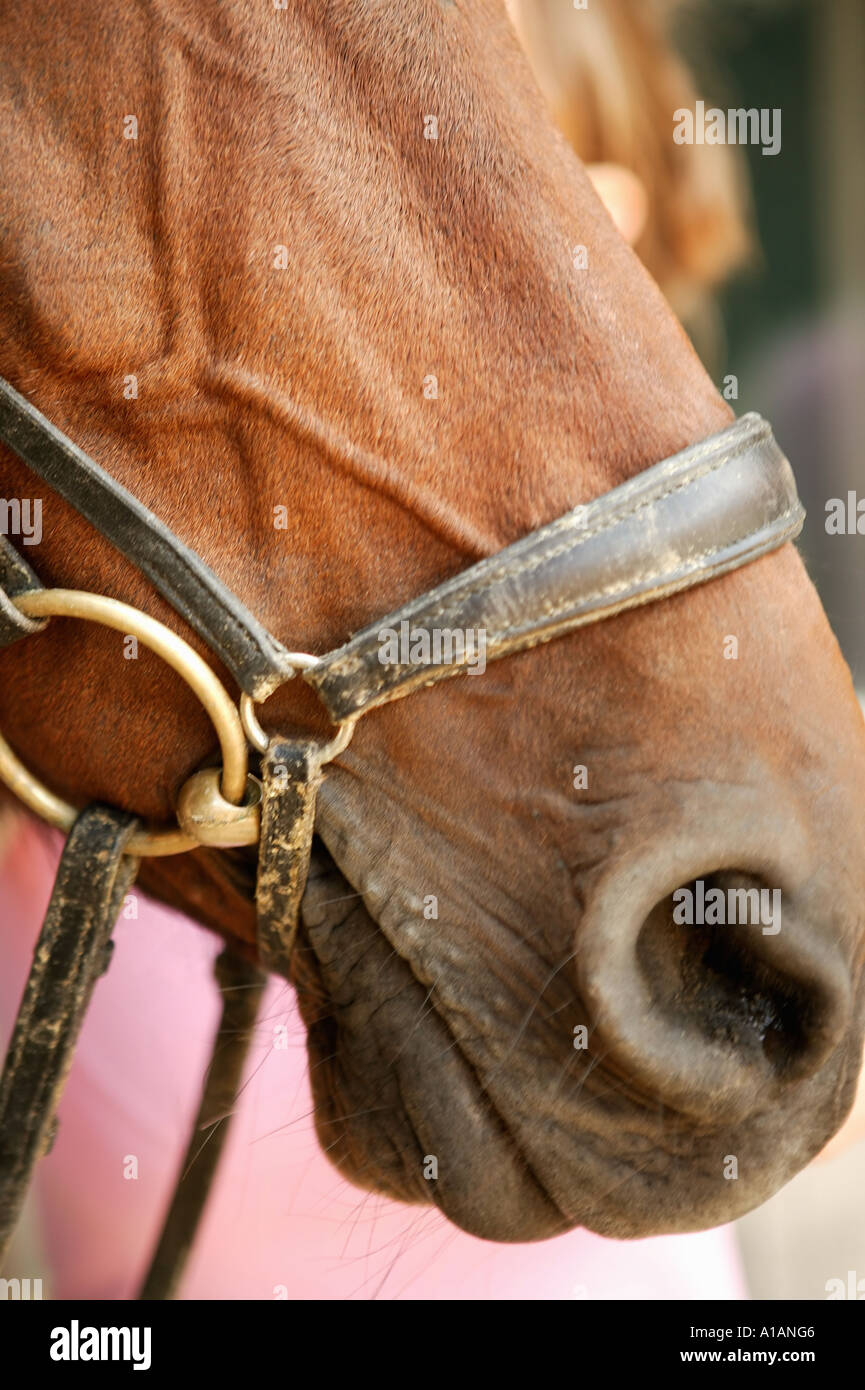 Cavalli il naso e la bocca indossando briglia Foto Stock