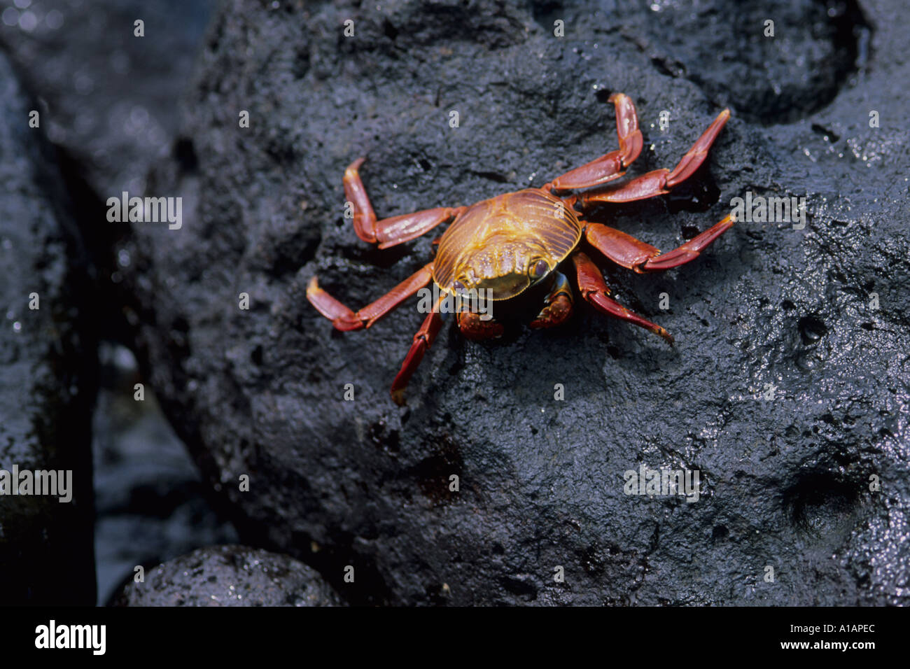 Sally piede luce granchio graspus Graspus nelle isole Galapagos America del Sud Foto Stock