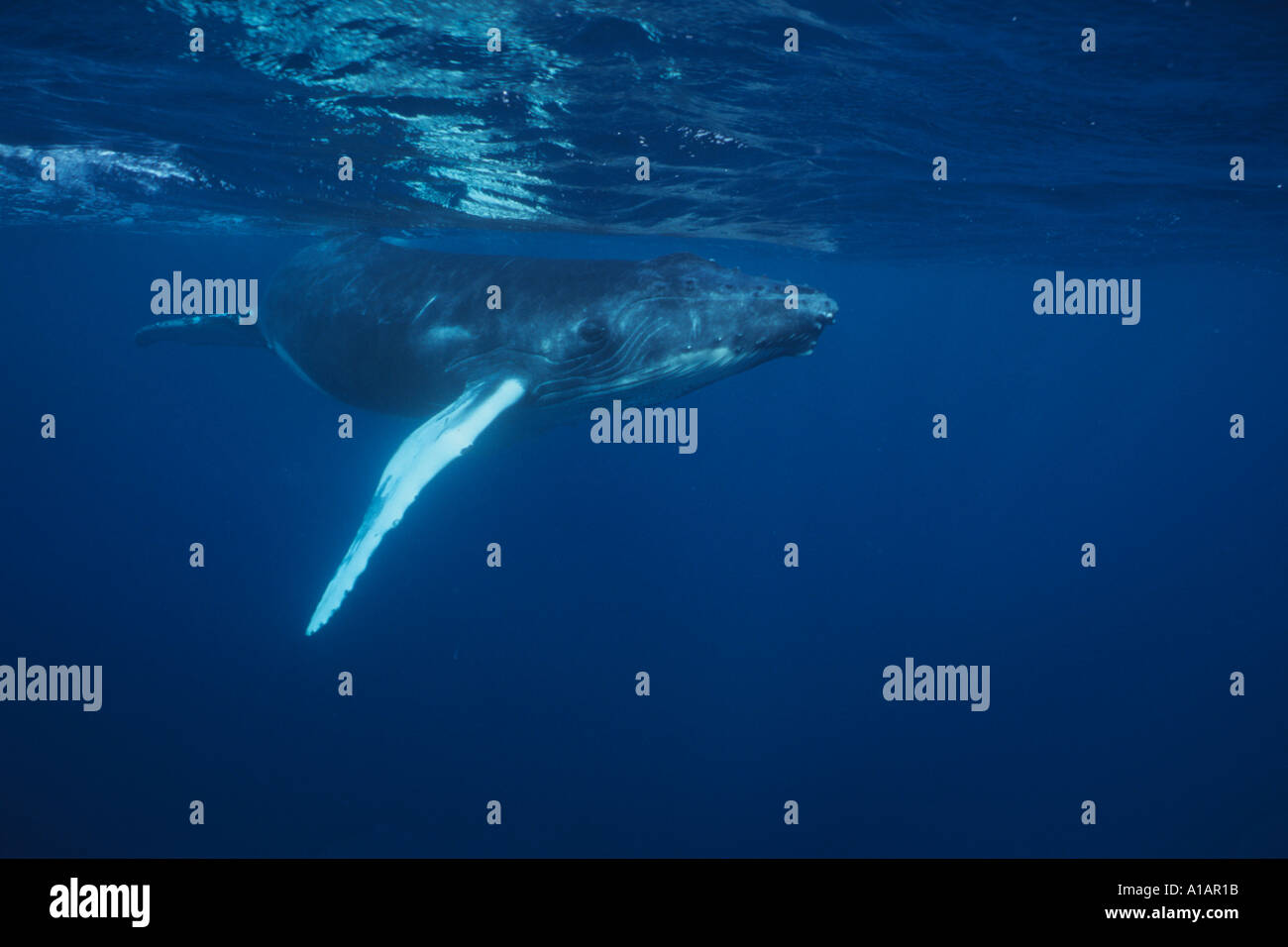 Humpback Whale Megaptera novaeanglia in argento banche Repubblica Dominicana Oceano Atlantico settentrionale Foto Stock