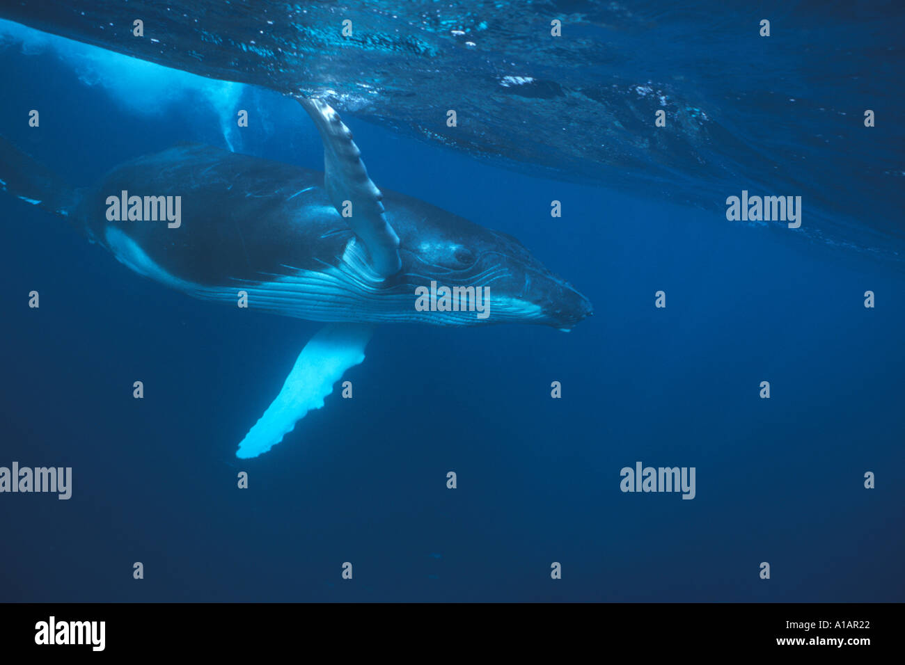 Humpback Whale calf Megaptera novaeangliae in argento banche Repubblica Dominicana Oceano Atlantico settentrionale Foto Stock