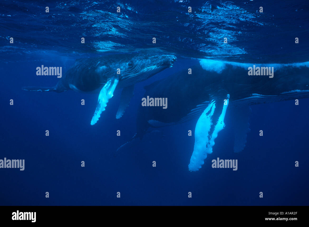 Humpback vitello e madre Megaptera novaeanglia in argento banche Repubblica Dominicana Oceano Atlantico settentrionale Foto Stock
