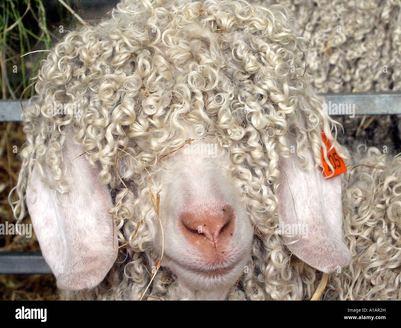 Una pecora con permed capelli. Foto Stock