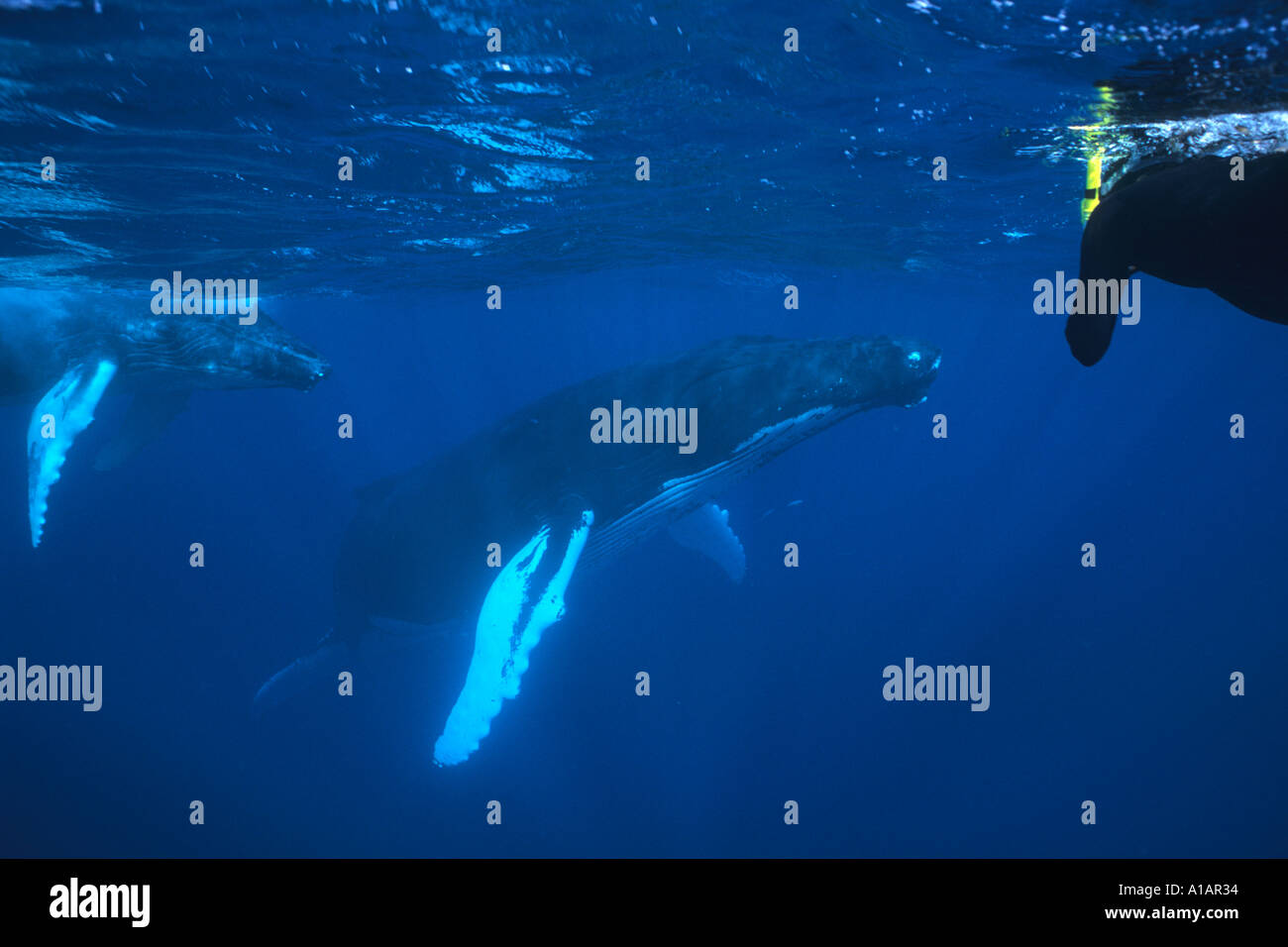Snorkeler con le megattere Megaptera novaeangliae in argento banche Repubblica Dominicana Oceano Atlantico settentrionale Foto Stock