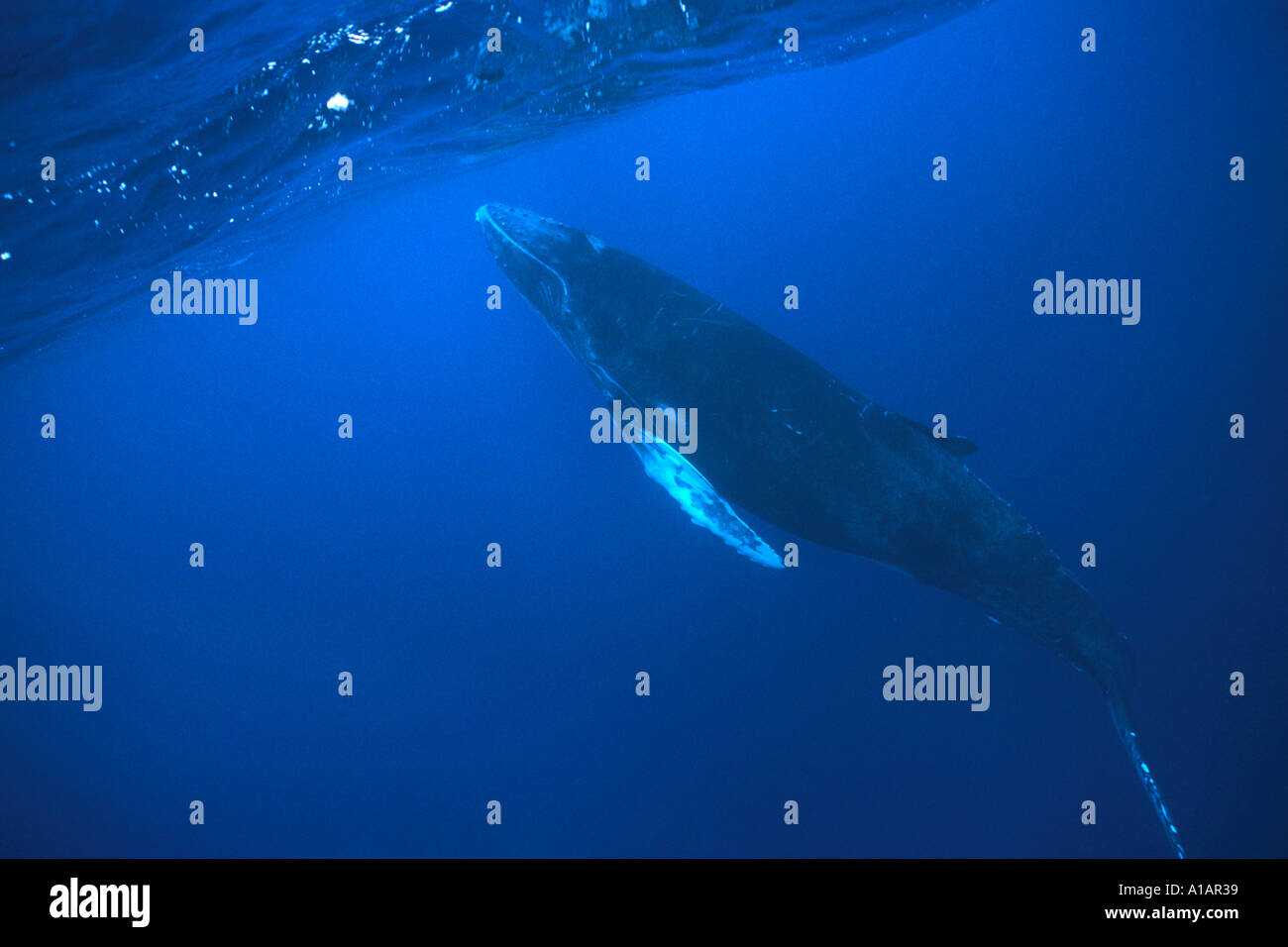 Humpback Whale Megapters novaengliae in argento banche Repubblica Dominicana Oceano Atlantico settentrionale Foto Stock