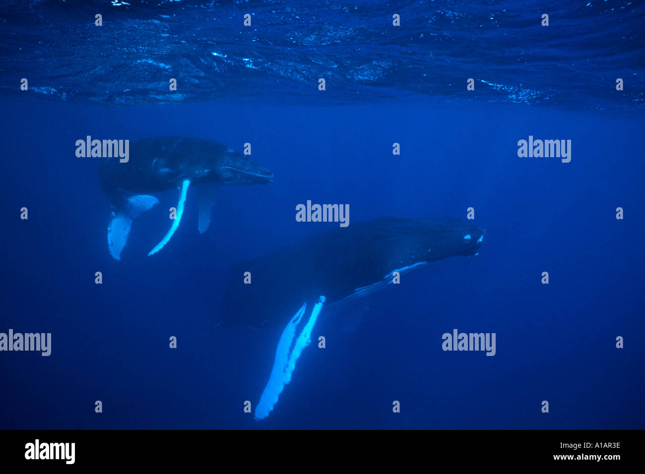 Le megattere Megaptera novaeangliae vitello e madre a banche argento Repubblica Dominicana Oceano Atlantico settentrionale Foto Stock