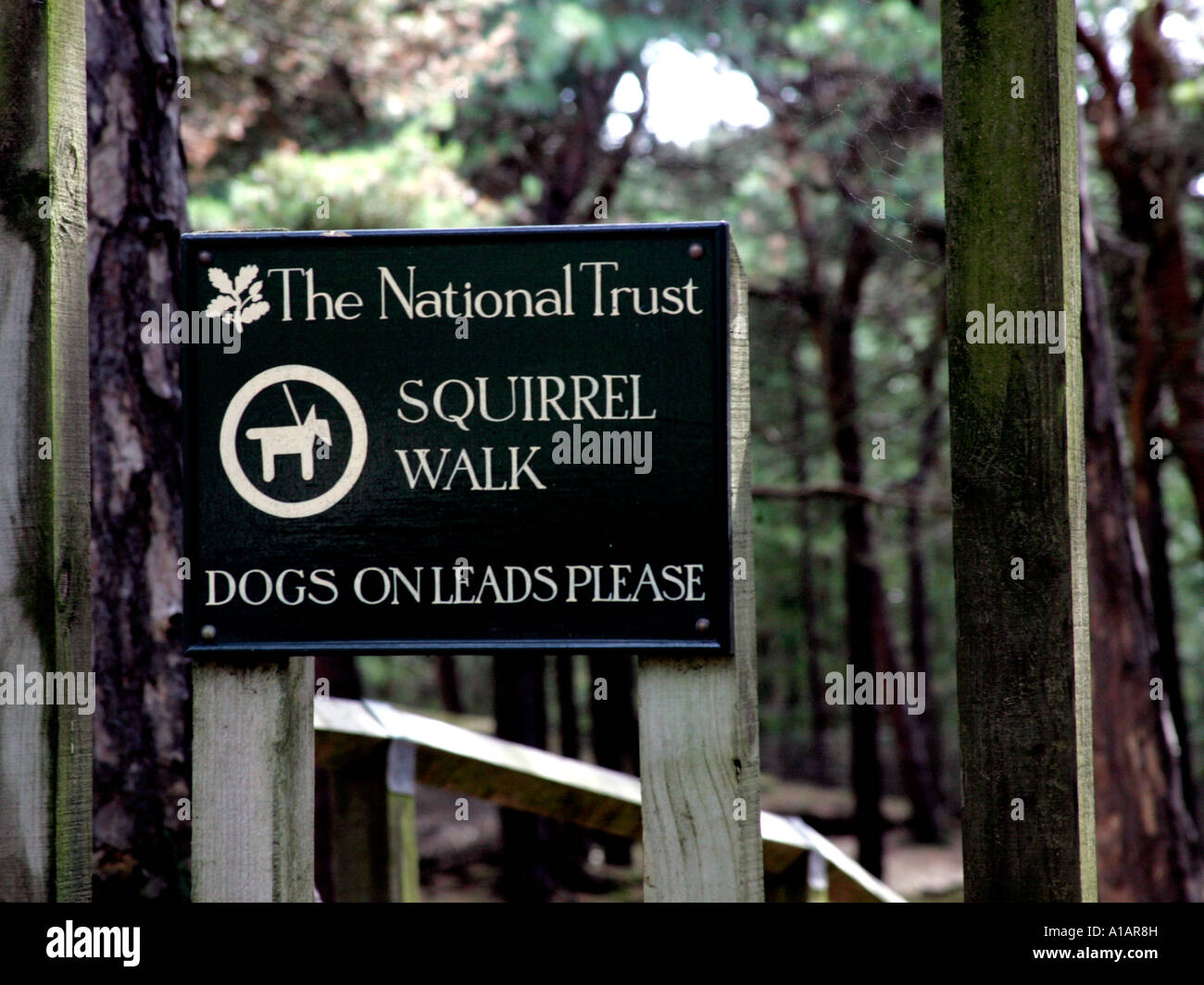 Un segno per mostrare lo scoiattolo rosso a piedi, al punto Formy - National Trust riserva di scoiattolo. Foto Stock