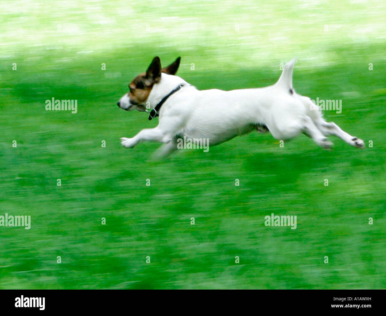 Un jack russell terrier di corsa attraverso un campo. Foto Stock