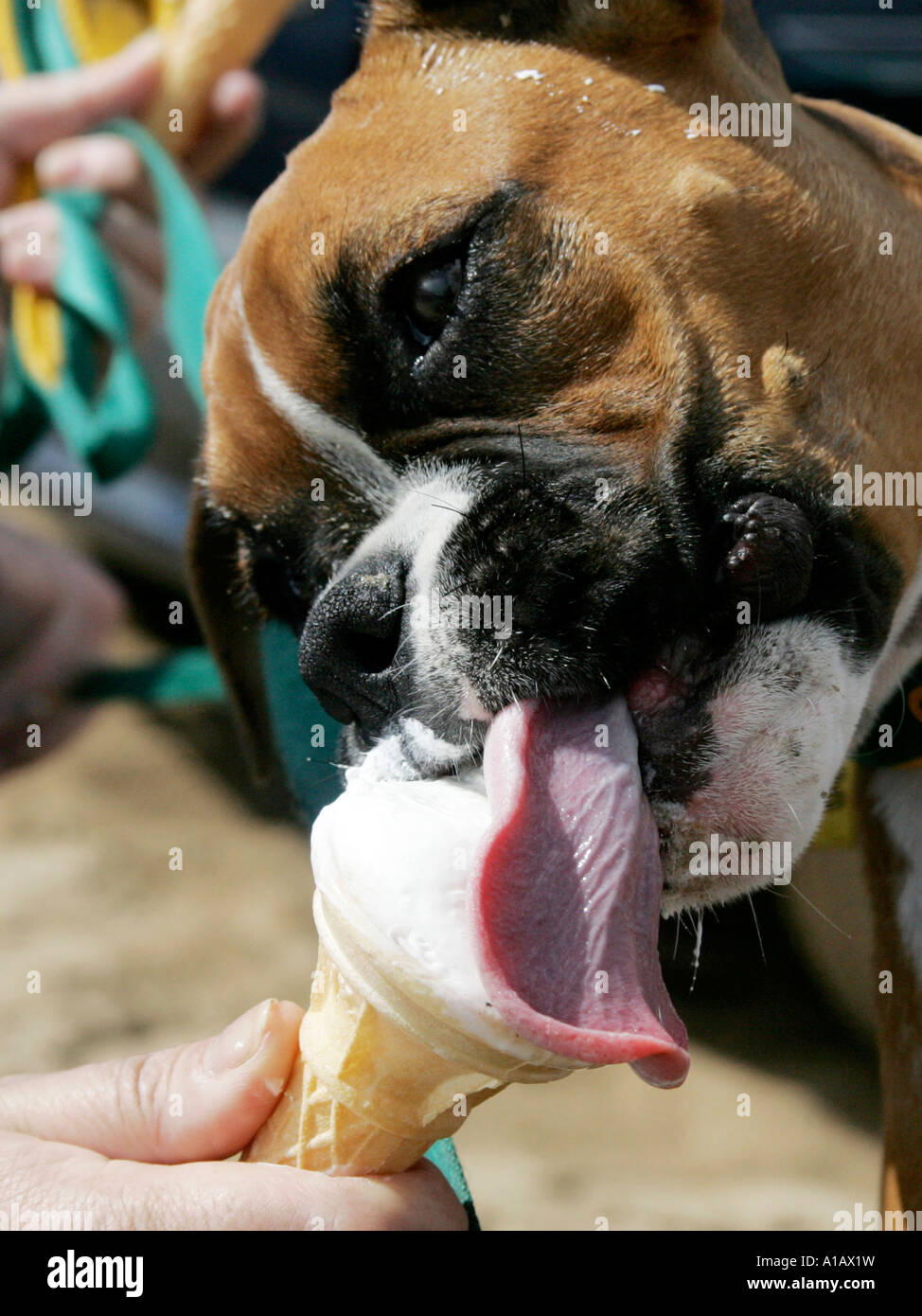 Un boxer leccare un gelato - un hotdog. Foto Stock