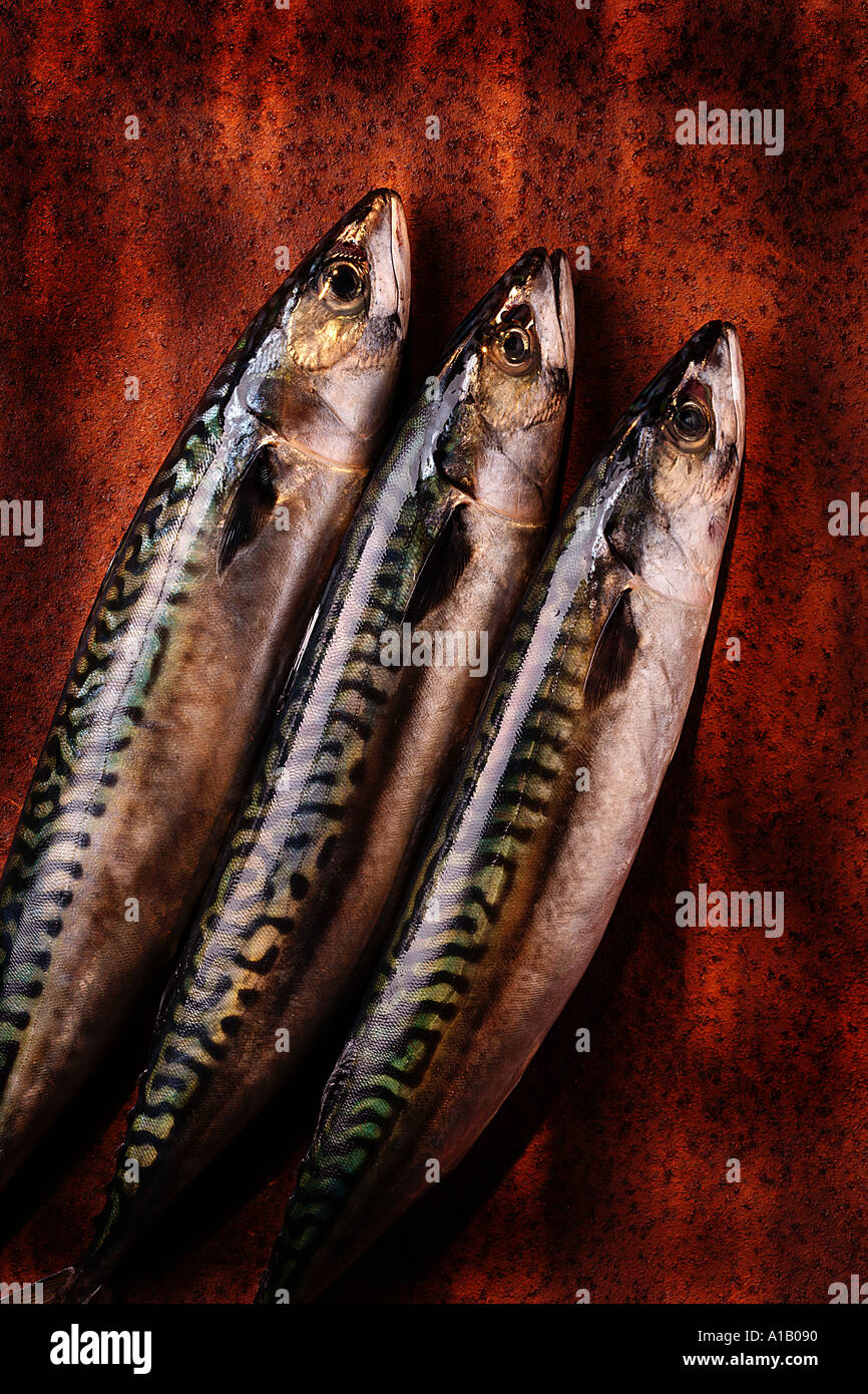 Tre pesci sgombro Foto Stock