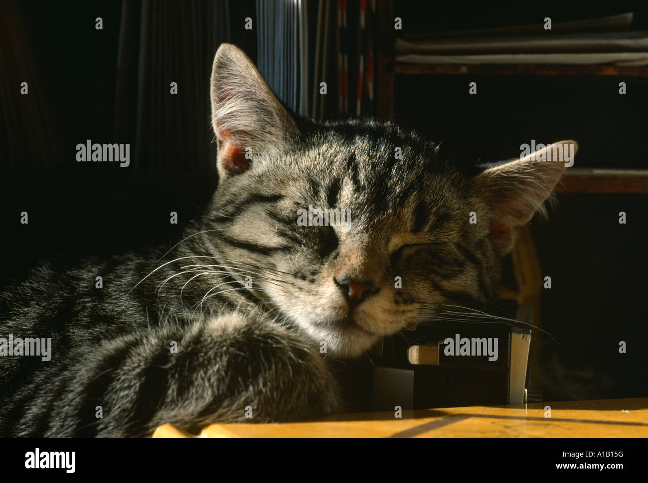 TABBY gattino addormentato su STEREO / PENNSYLVANIA Foto Stock