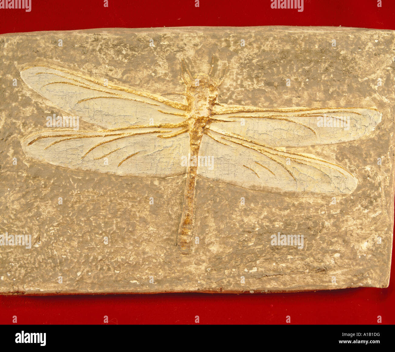 DRAGONFLY PROTOLINDENIA FOSSILI SP TROVATO SOLENHOTEN IN GERMANIA dalla fine del giurassico Foto Stock