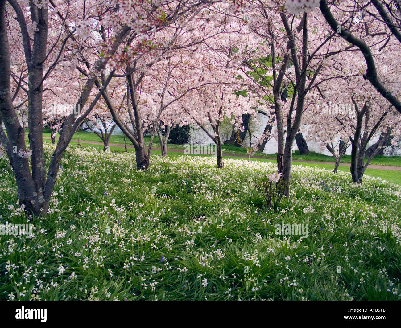Fiori di Ciliegio e Bluebells Foto Stock