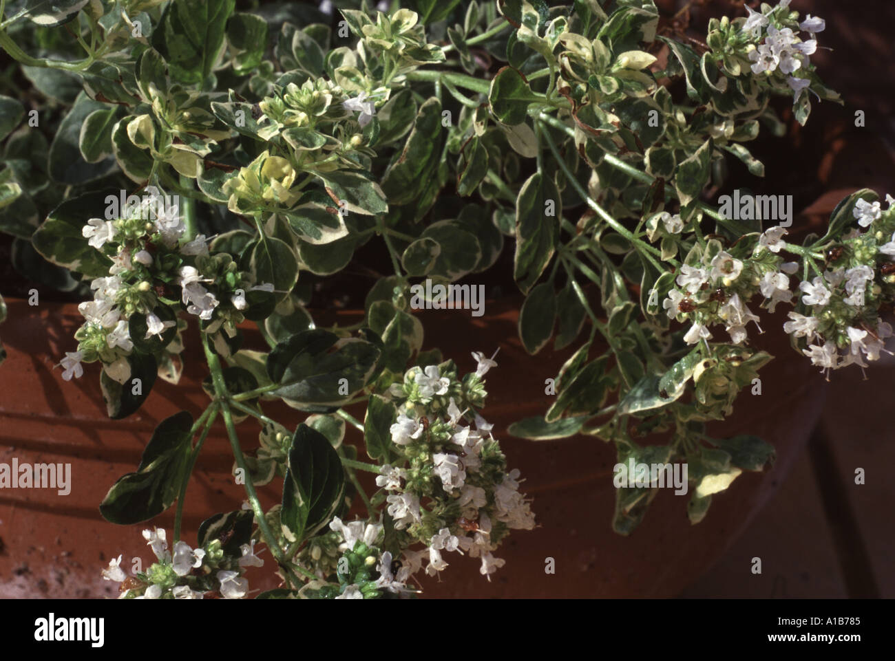 Origanum vulgare origano crema Paese Foto Stock