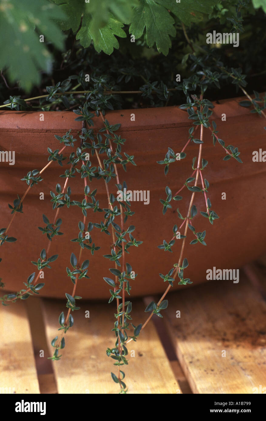 Thymus herba barona cumino erbe di timo Foto Stock