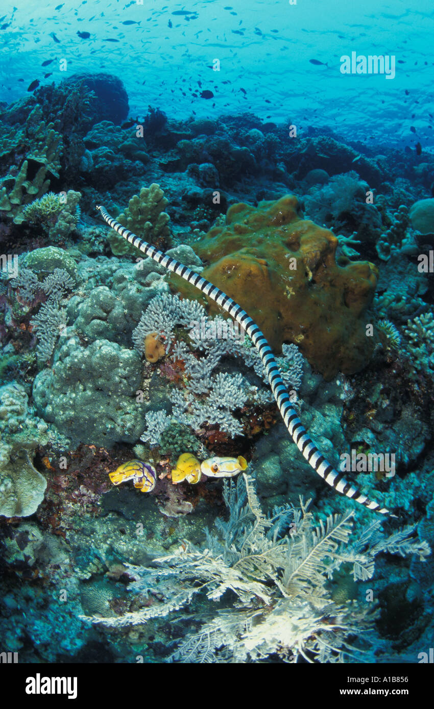 Mare COLUBRINE SERPENTE Laticauda colubrina INDONESIA indo-pacifico. Foto Copyright Brandon Cole Foto Stock