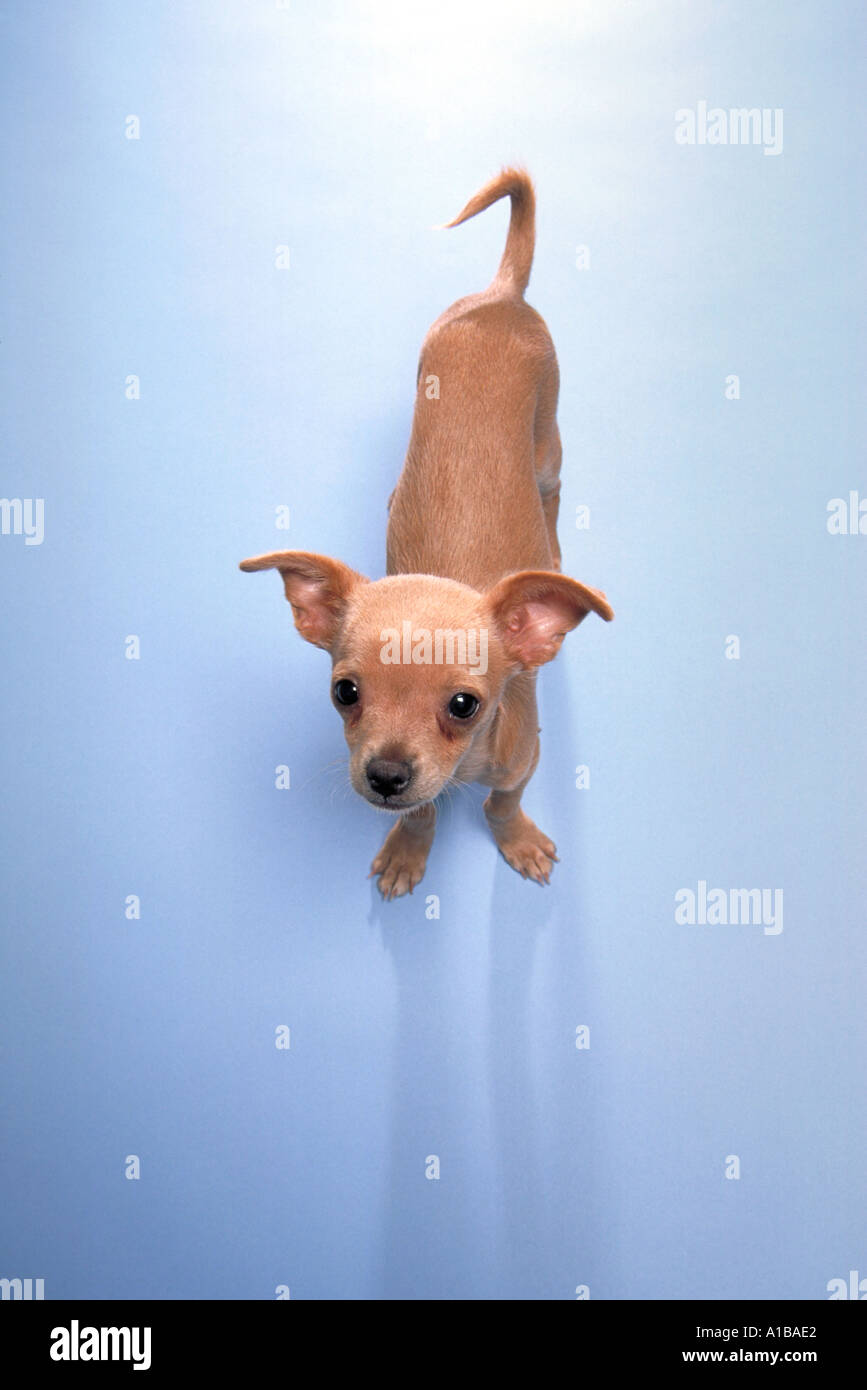 Chihuahua cucciolo di cane Foto Stock
