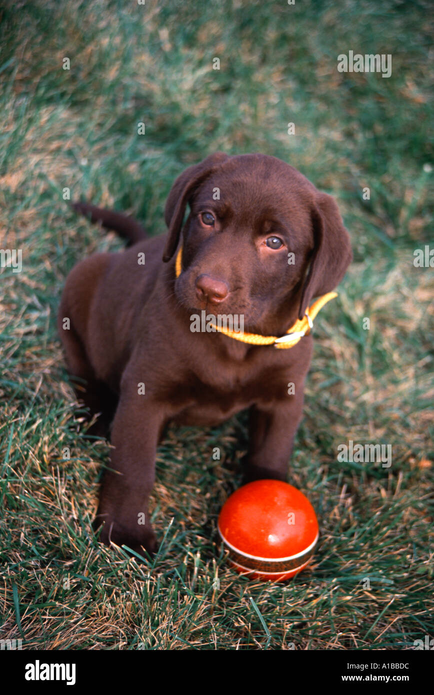 Il laboratorio del cioccolato seduta cucciolo da una sfera rossa Foto Stock