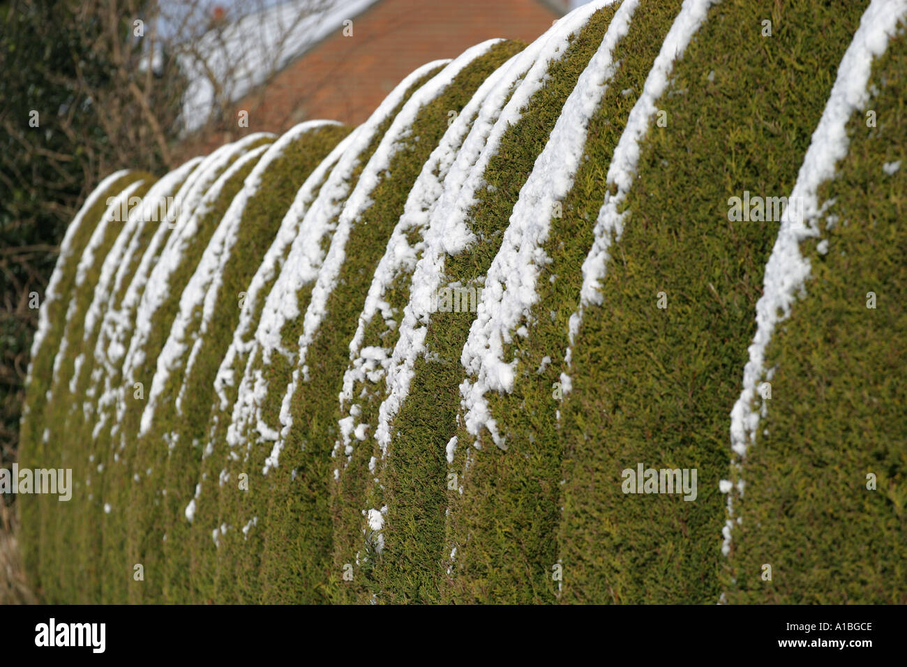 Riga del giardino di conifere hedge alberi nel giardino di casa con una luce rivolta verso nord spolverata di neve Foto Stock