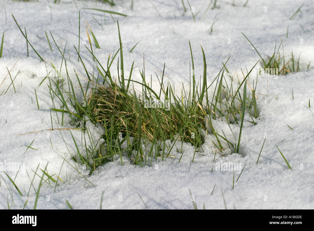 L'erba cresce attraverso la neve di scongelamento della nuova crescita a causa di arrivo della primavera e il tempo di riscaldamento nel Regno Unito Foto Stock