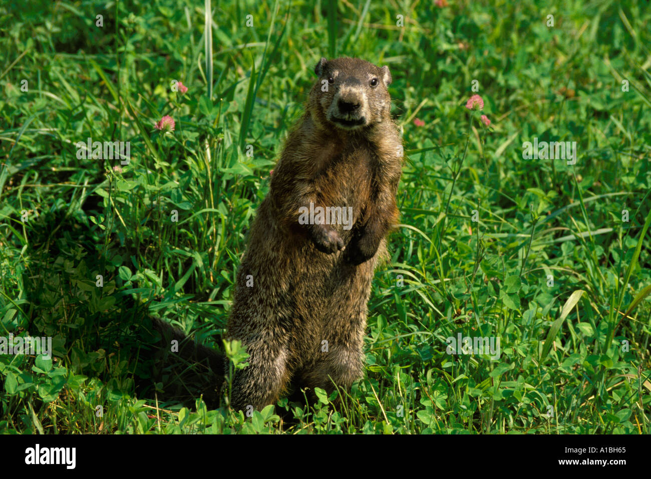Segno di primavera: una marmotta o Marmotta - Marota monax- in piedi in un campo vicino alla sua ombra per la festa della mamma, STATI UNITI D'AMERICA Foto Stock