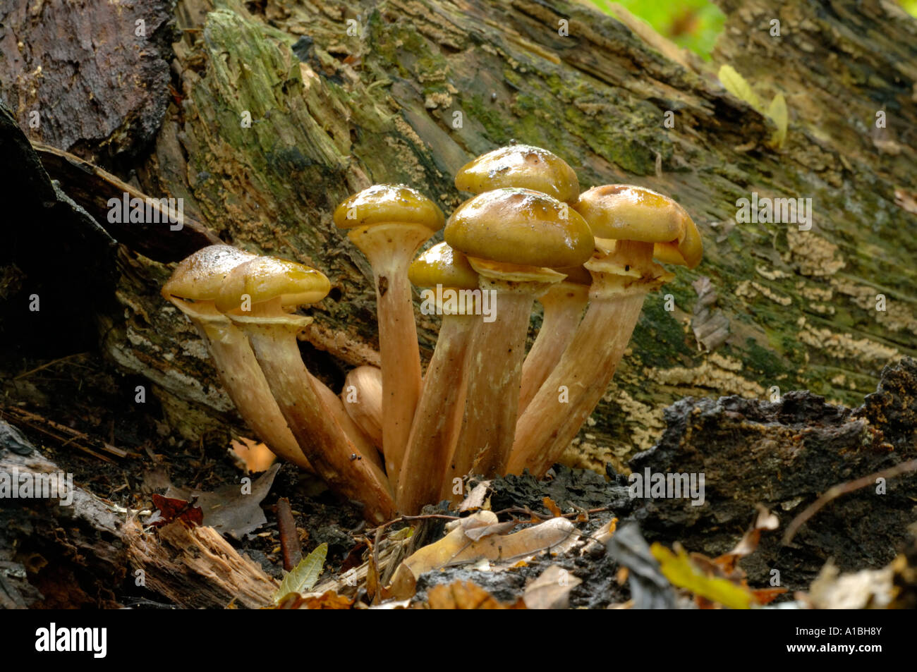 Il miele fungo nella foresta di latifoglie Foto Stock