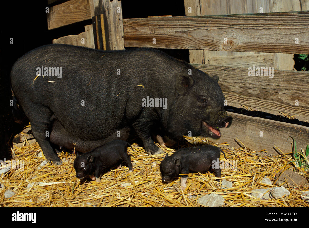 Panciuta madre di maiale che sembra essere di ridere e di due bambini in stalla, Midwest USA Foto Stock