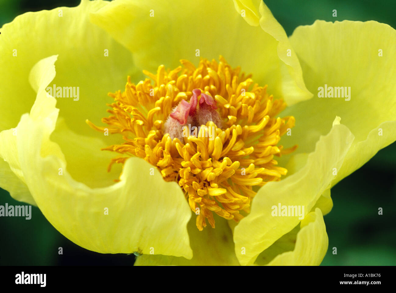 Paeonia mlokosewitschii Foto Stock