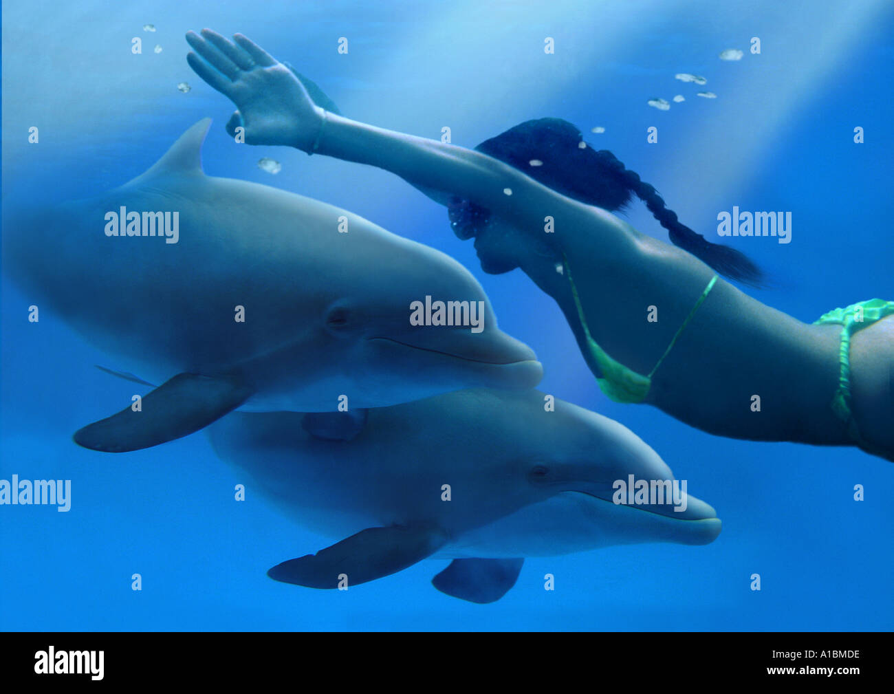 Comune di delfini Bottlenose (Tursiops truncatus). Due individui con subacqueo Foto Stock