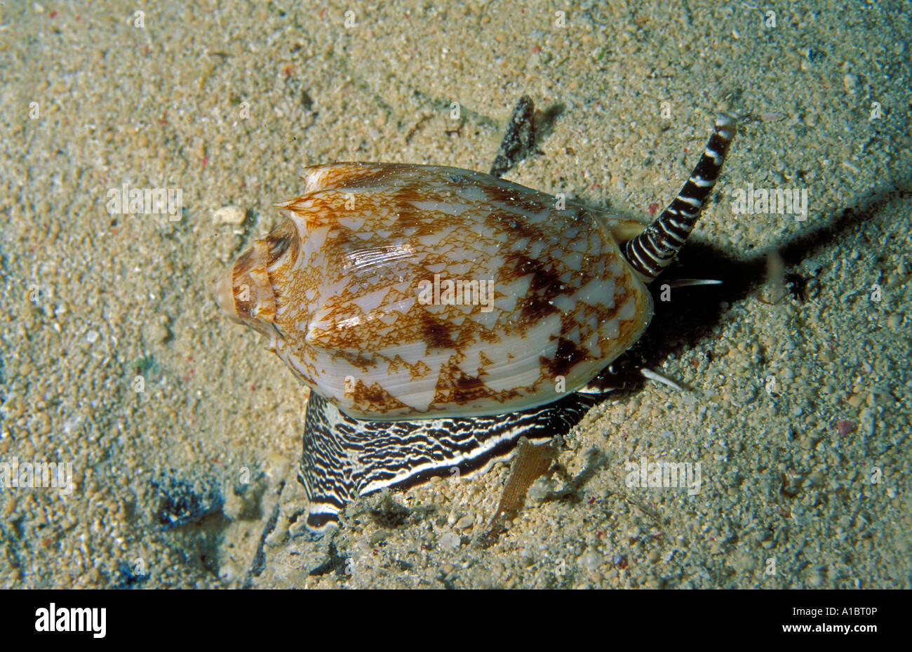 Volute Cymbiola vespertilio Sulawesi Indonesia Foto Stock