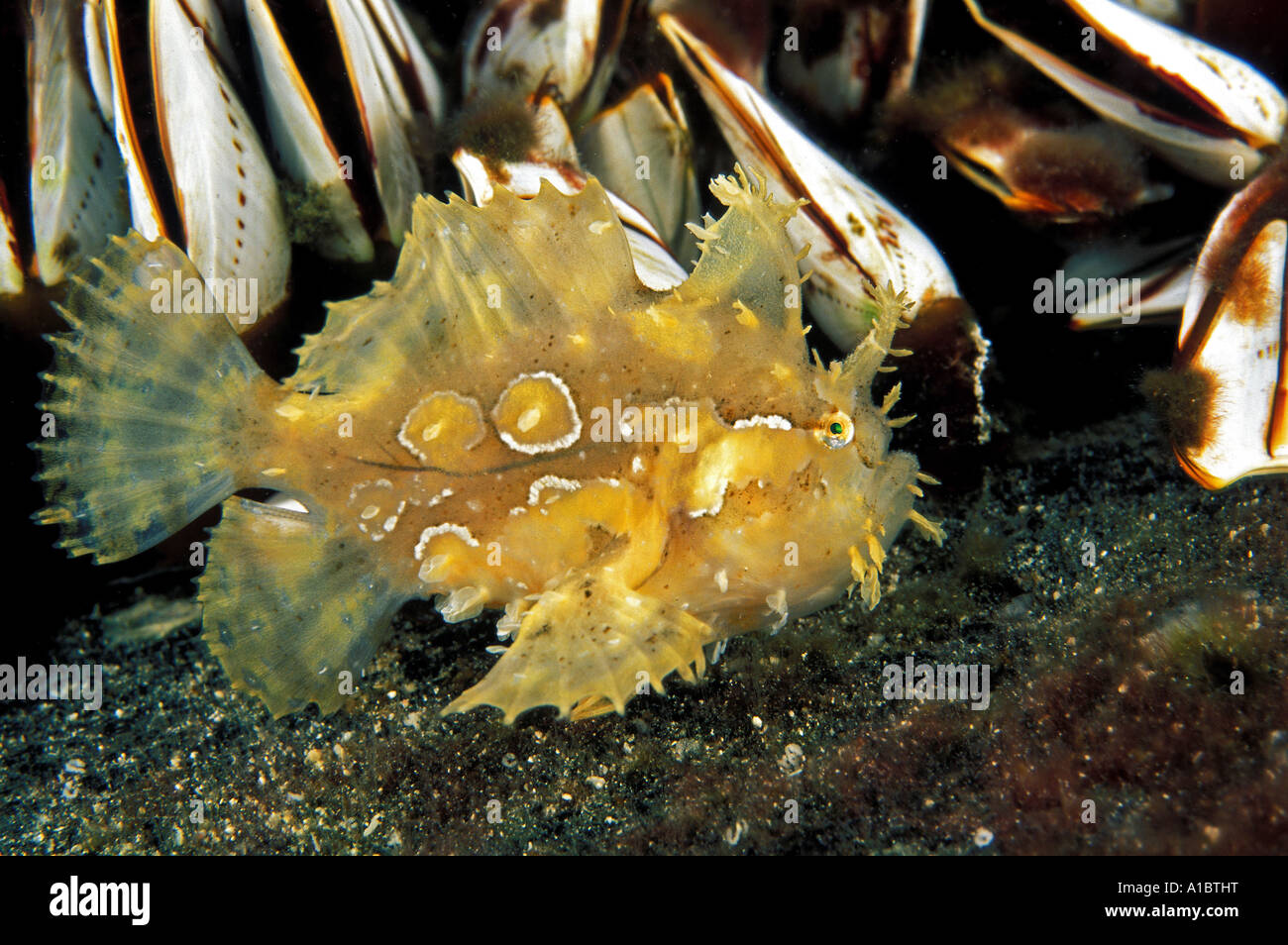 Sargassum pesce rana, Histrio histrio, Sulawesi Indonesia Foto Stock