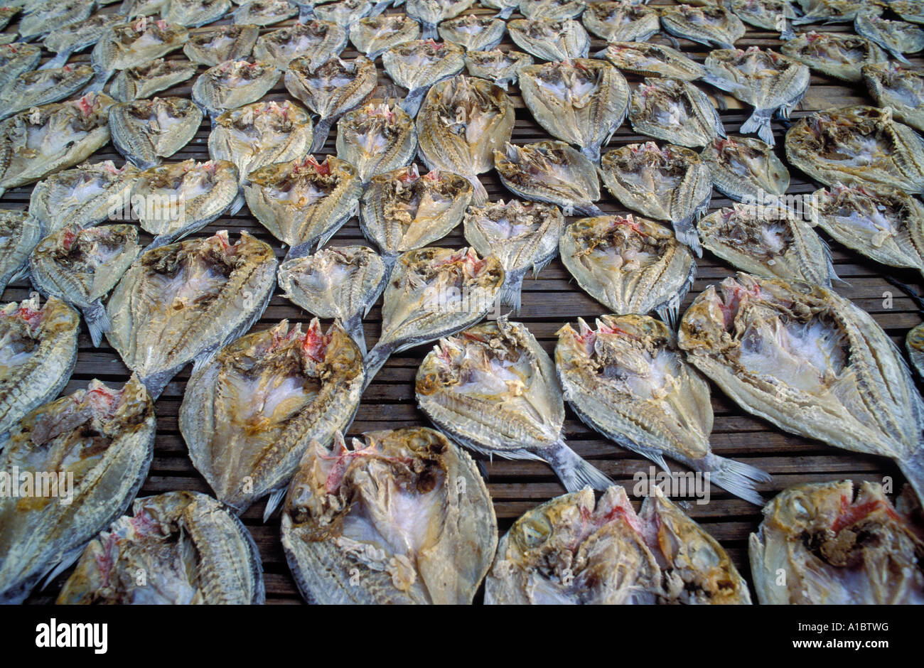 Essiccazione pesci chirurgo di Sulawesi - Indonesia Foto Stock