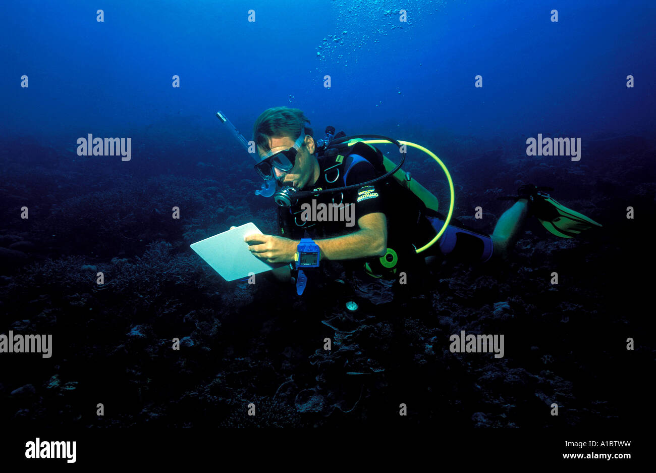 Scienziato la raccolta di dati sui coralli di Sulawesi - Indonesia Foto Stock