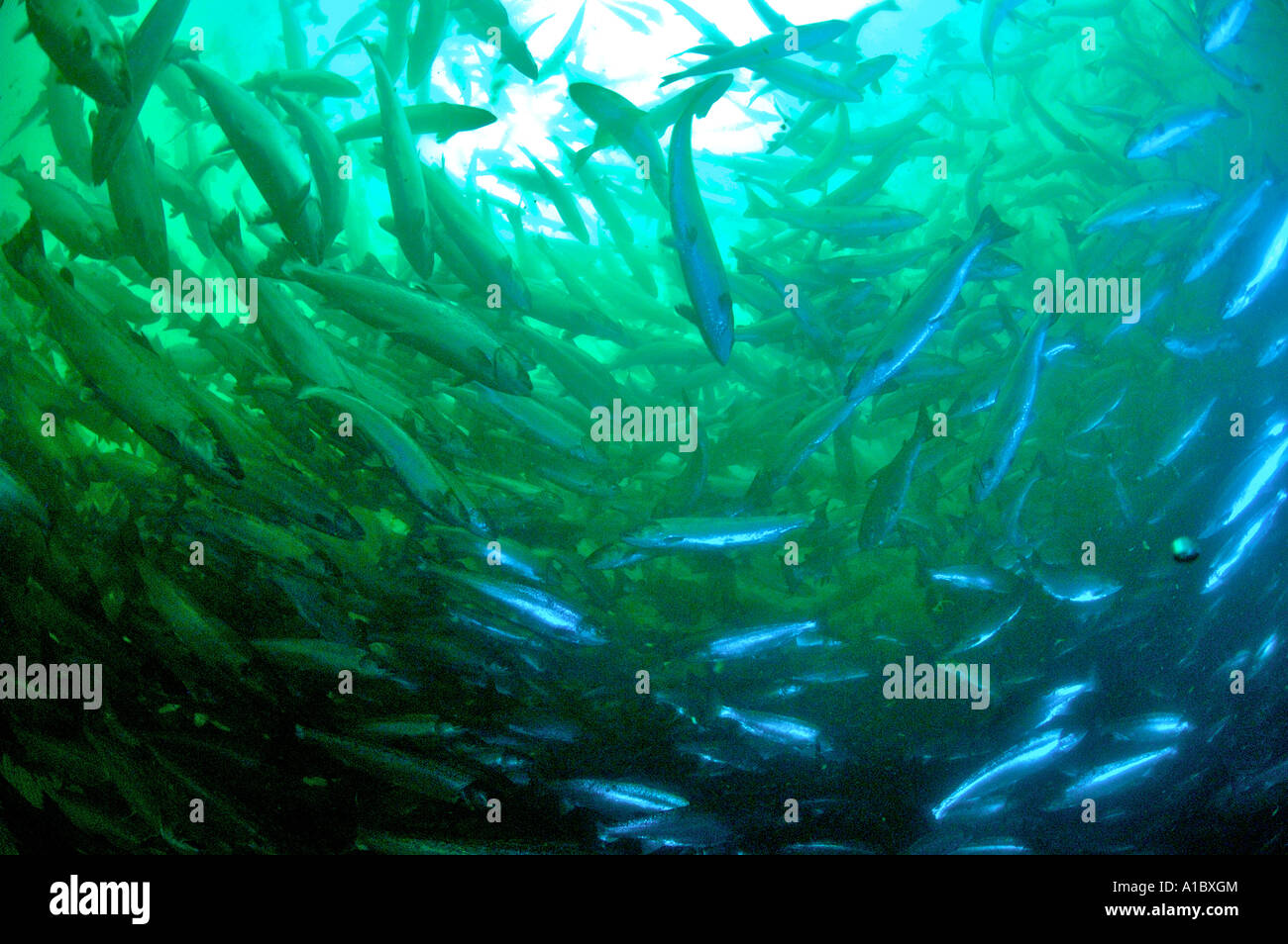 Riprese subacquee in allevamento di salmoni gabbie sulla costa occidentale dell' Irlanda Foto Stock
