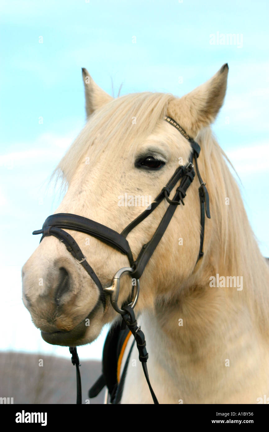 Testa di piccolo grigio pony close up Foto Stock