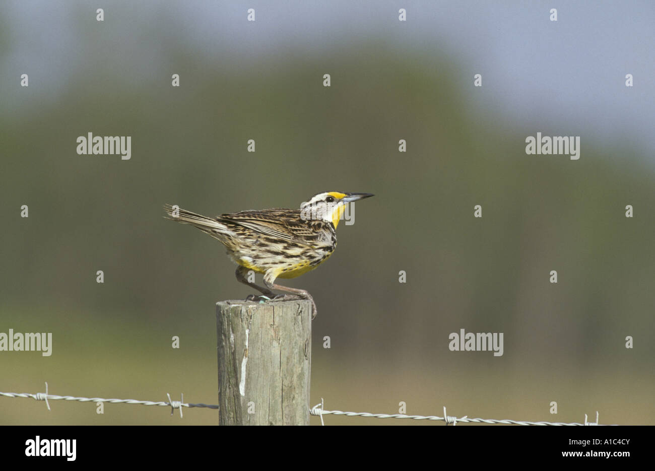 Eastern Meadowlark Sturnella magna appollaiato sulla staccionata Florida Foto Stock